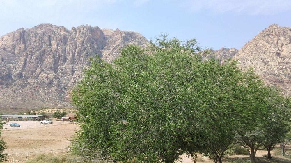 Bonnie Springs Ranch Motel Blue Diamond 外观 照片